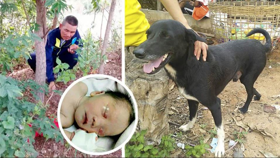 Un perro rescata a un bebé recién nacido enterrado vivo en un campo 1