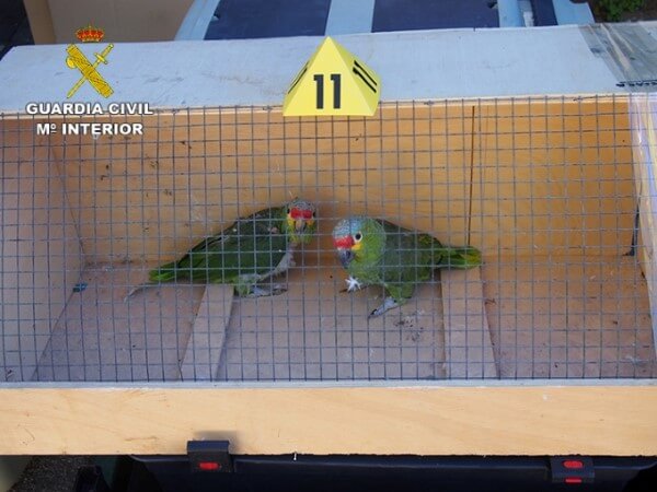 guardia civil detenidos especies animales comercio