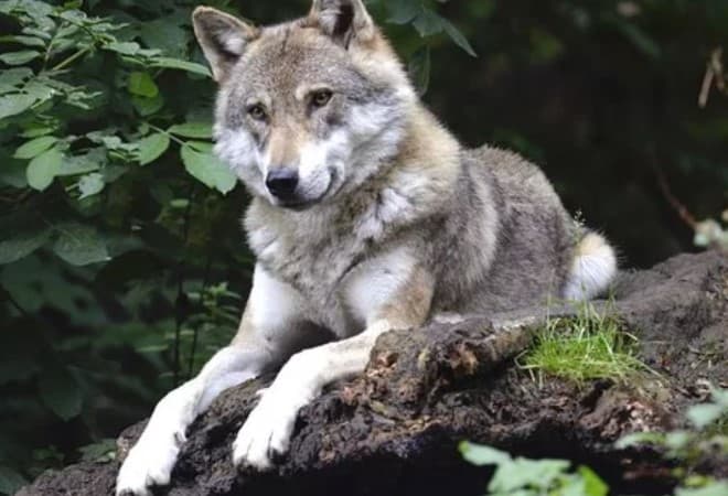 juicio caza ilegal lobo
