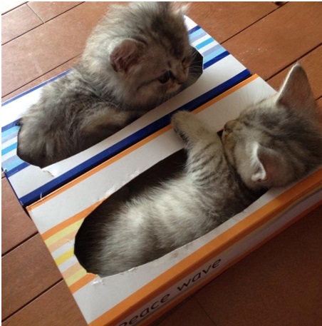 Resulta que a los gatos les encantan las cajas por este motivo