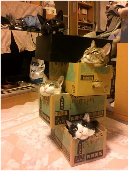 Resulta que a los gatos les encantan las cajas por este motivo