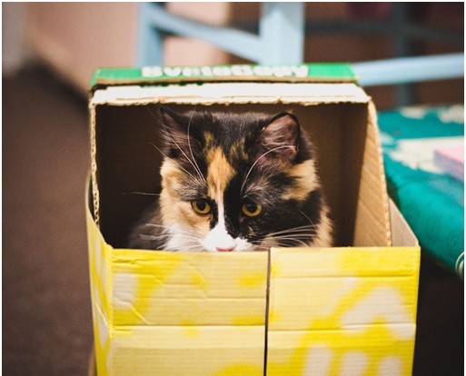 Resulta que a los gatos les encantan las cajas por este motivo