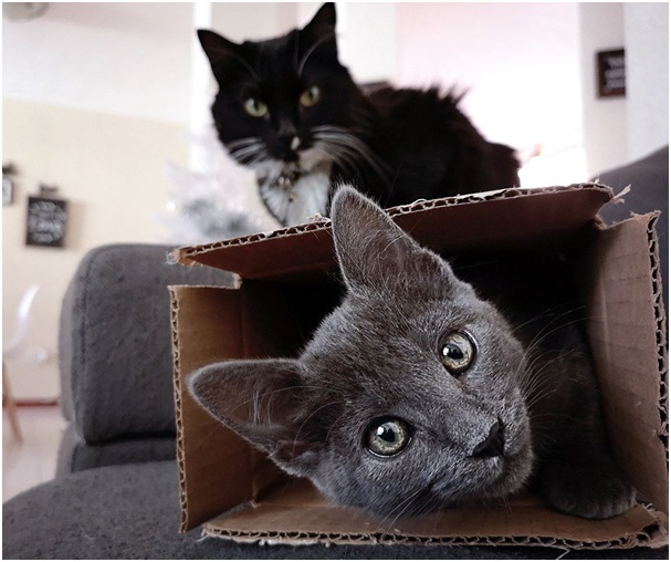 Resulta que a los gatos les encantan las cajas por este motivo