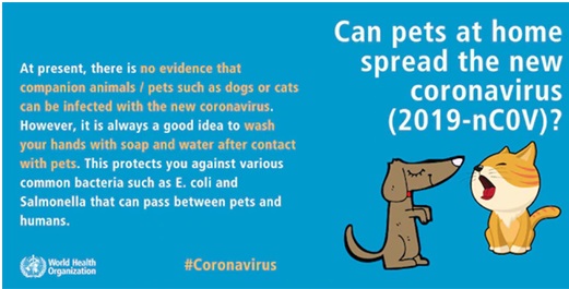 China ordena a las personas que se deshagan de sus mascotas por temor a contraer el coronavirus