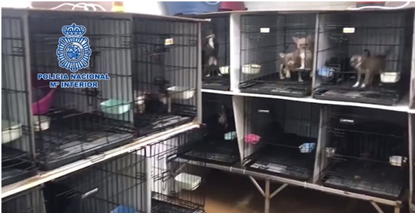 Rescatan a 270 perros de criaderos ilegales en España