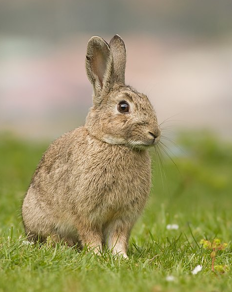 Ir a cazar conejos, ya no es excusa para salir de casa en estado de alarma
