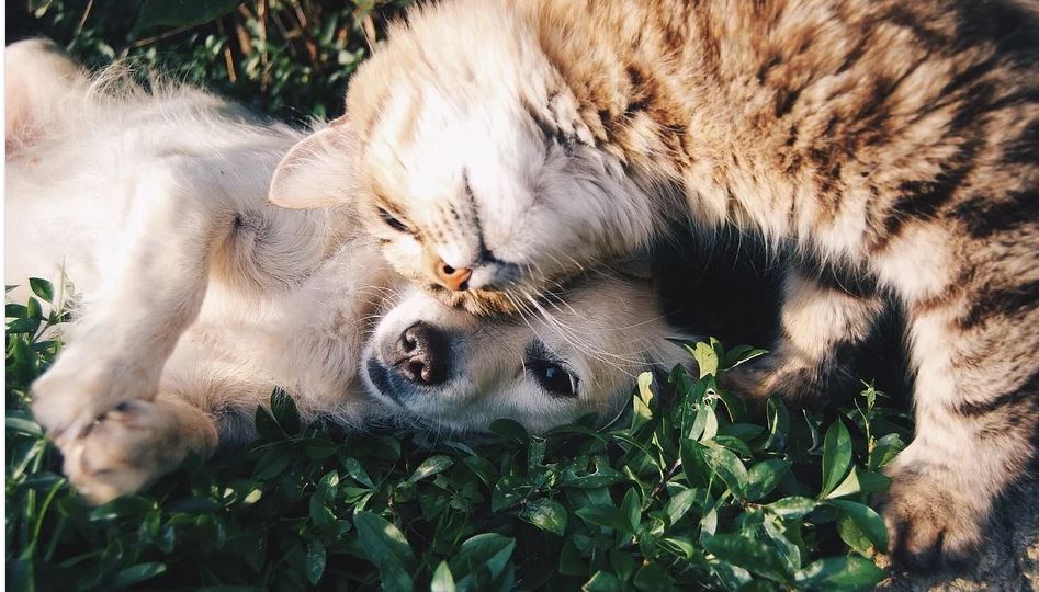 El coronavirus y nuestras mascotas: consejos e información