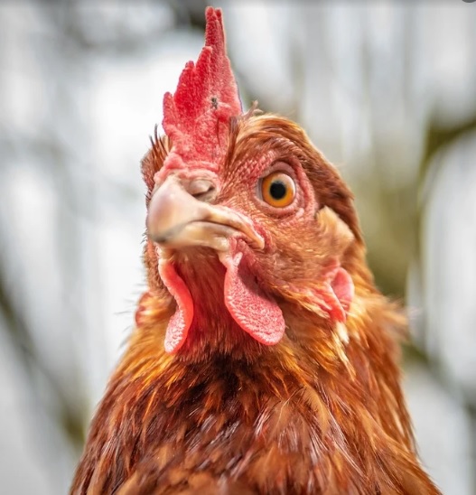 "Si no quieres que te multen por salir a la calle, di que tienes una gallina"