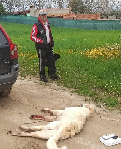 Una familia arrastra a su perro con el coche hasta matarlo