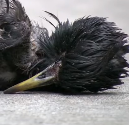 VÍDEO| Miles de pájaros muertos caen desde el cielo en España