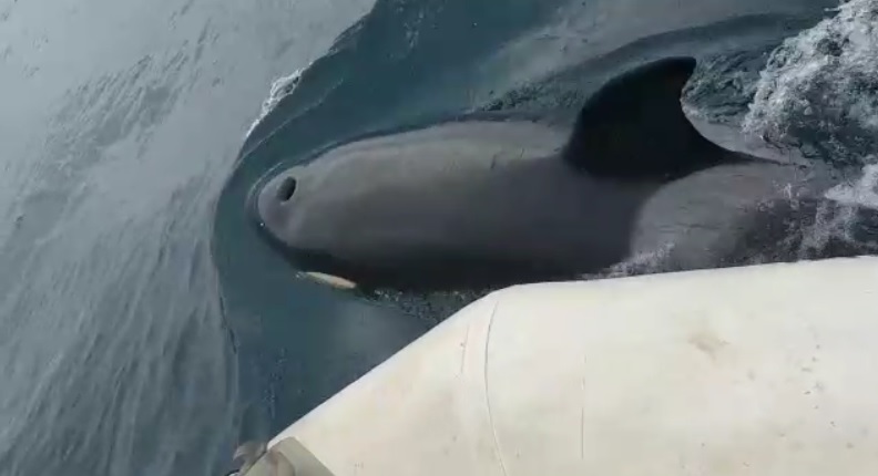 Varias orcas golpean y muerden la zódiac de unos pescadores