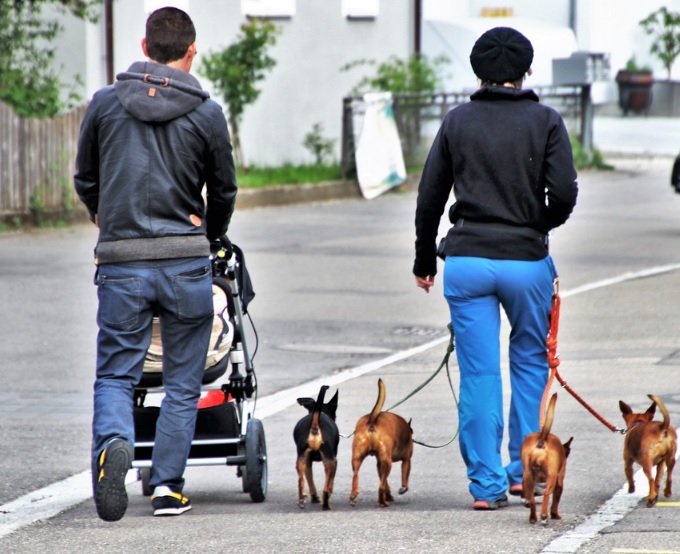 La Bañeza deja sin efecto el Decreto de paseo a los perros