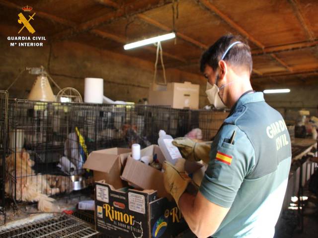 544 perros en condiciones deplorables en el interior de jaulas para conejos