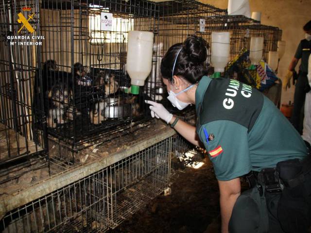 544 perros en condiciones deplorables en el interior de jaulas para conejos