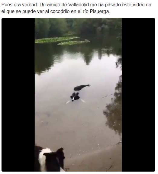 top 10 memes cocodrilo del río Pisuerga