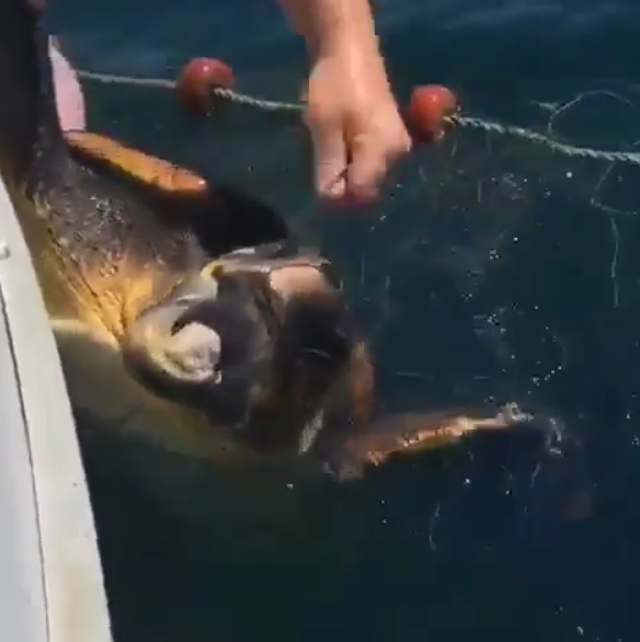 VÍDEO| Rescate de una tortuga atrapada en una red en Murcia