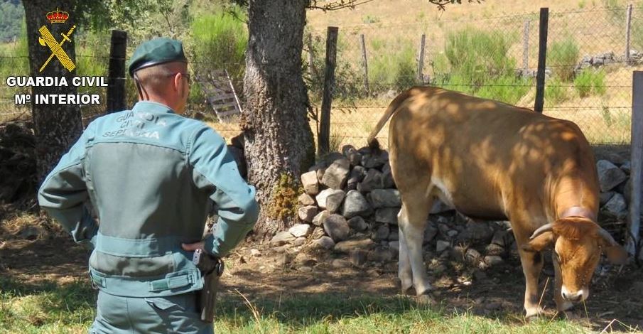 Guardia civil detenidos dos ganaderos en Luna