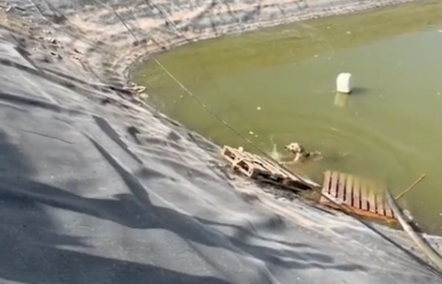 VÍDEO| Angustioso rescate de un perro caído a una balsa de agua