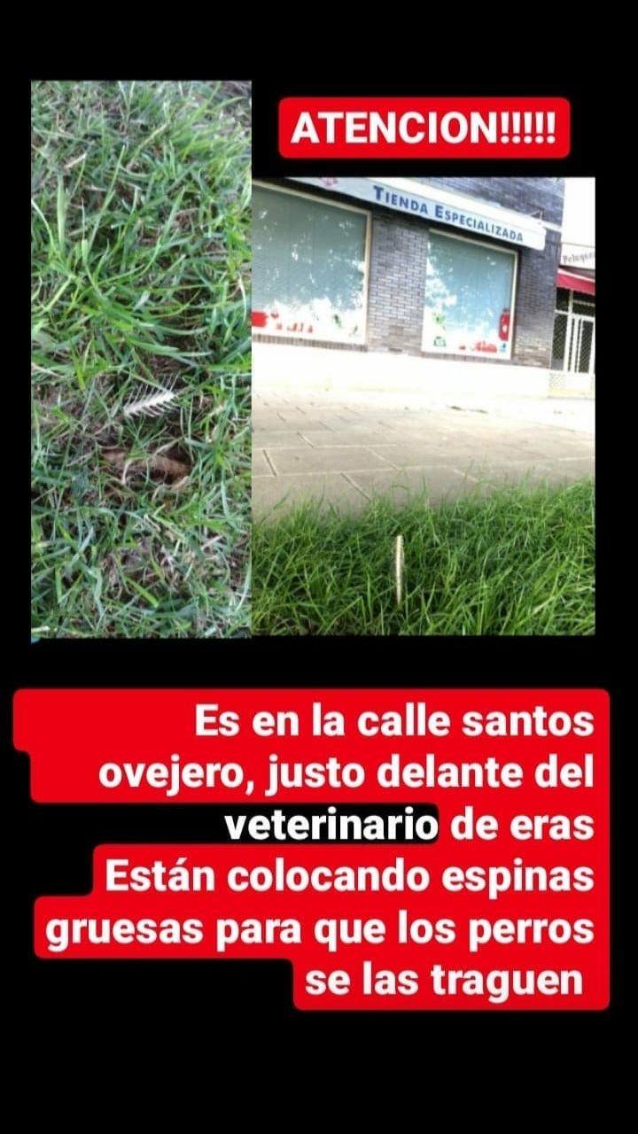 Peligro para los perros en Eras de Renueva