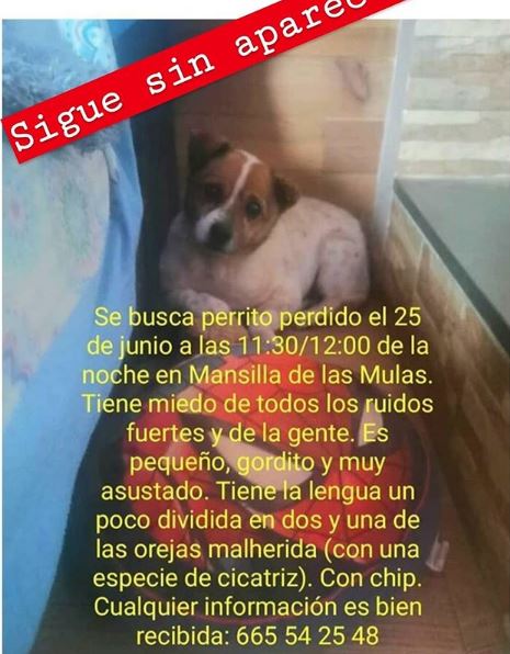 Ayuda y colaboración para encontrar a Momo