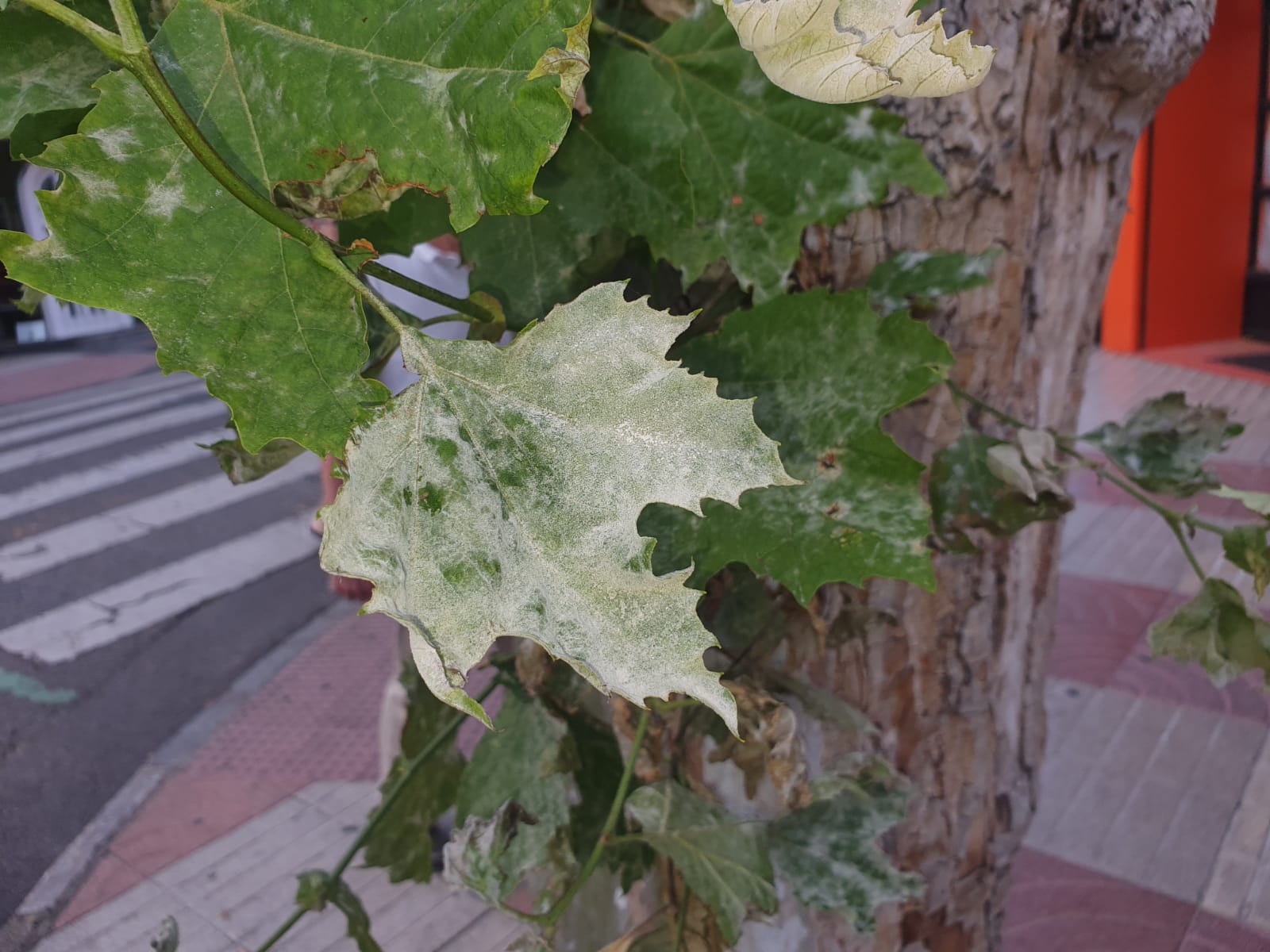 árboles de León