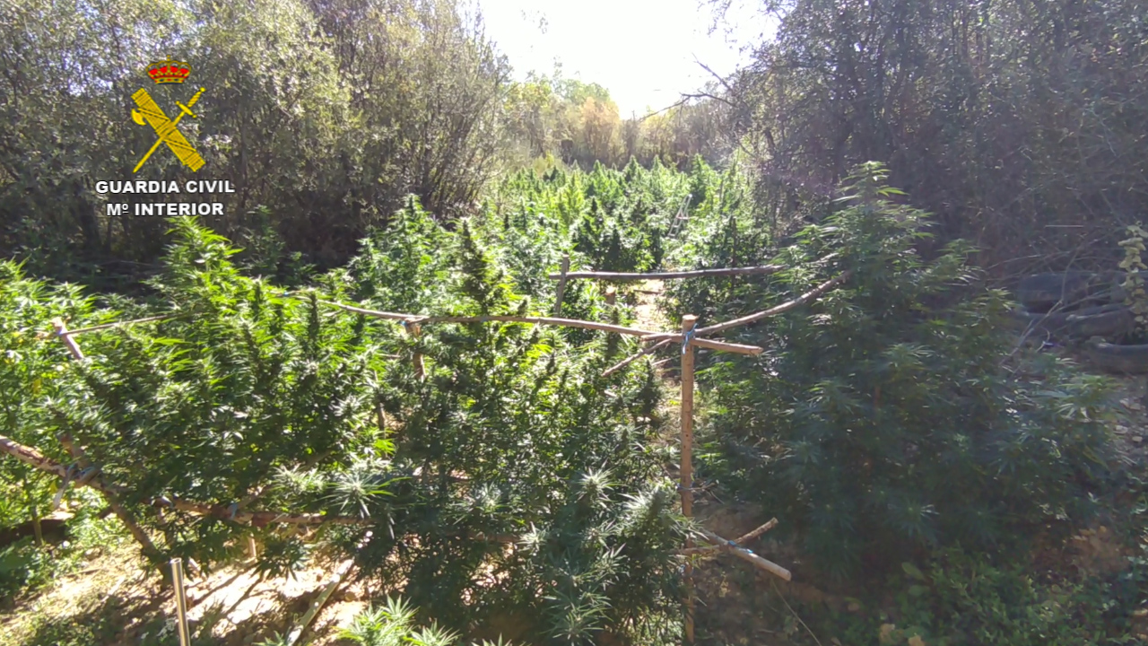 plantas marihuana león