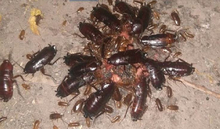 cucarachas