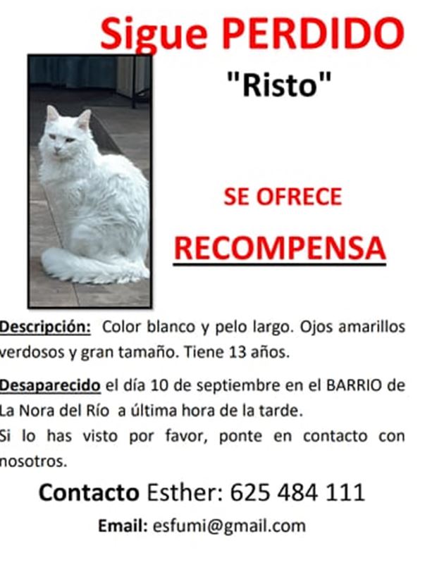 gato perdido Risto
