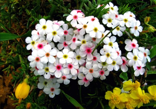 la flor del cantarillo