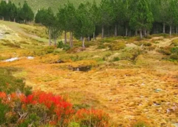 ¿Conoces los bosques del pasado de León? 1