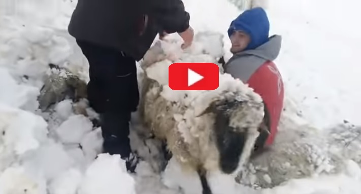 rescate ovejas