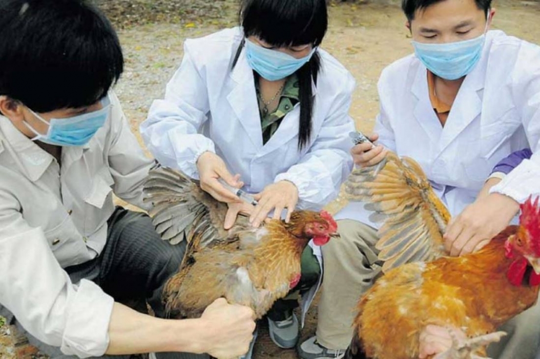 cepa gripe aviar humanos (5)