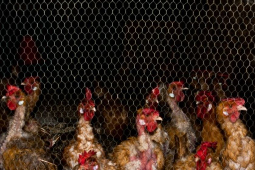cepa gripe aviar humanos (5)