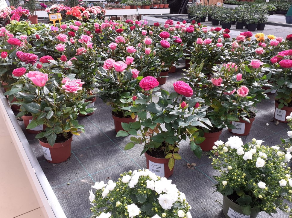 VIDEO| Descubre el rincón de las flores de León con ViverJardín 2