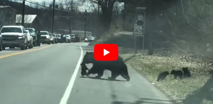 video osos carretera