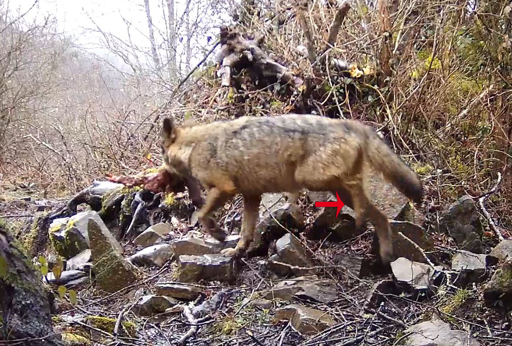 terribles imagenes lobos patas rotas