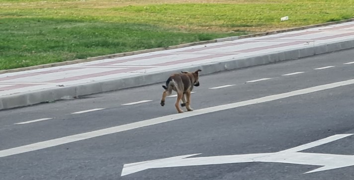 perros abandonados villaobispo-Digital de León