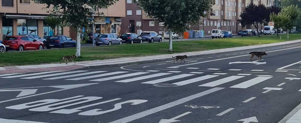 Varios perros abandonados vagando solos por Villaobispo 1