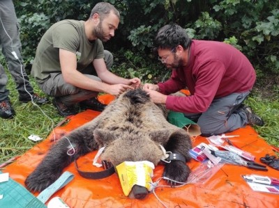 implanta programa oso pardo leon-Digital de León