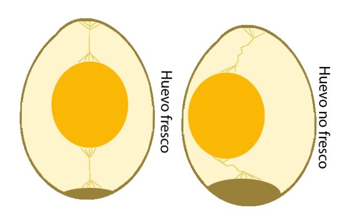Los mejores trucos para cómo saber si un huevo está malo y no podemos comerlo 1