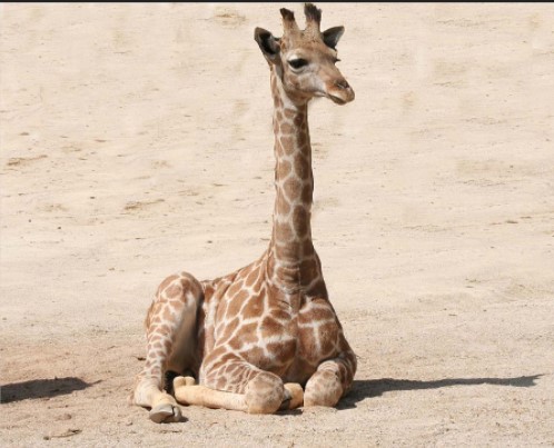 ¿Cómo duermen las jirafas adultas y bebes? 2