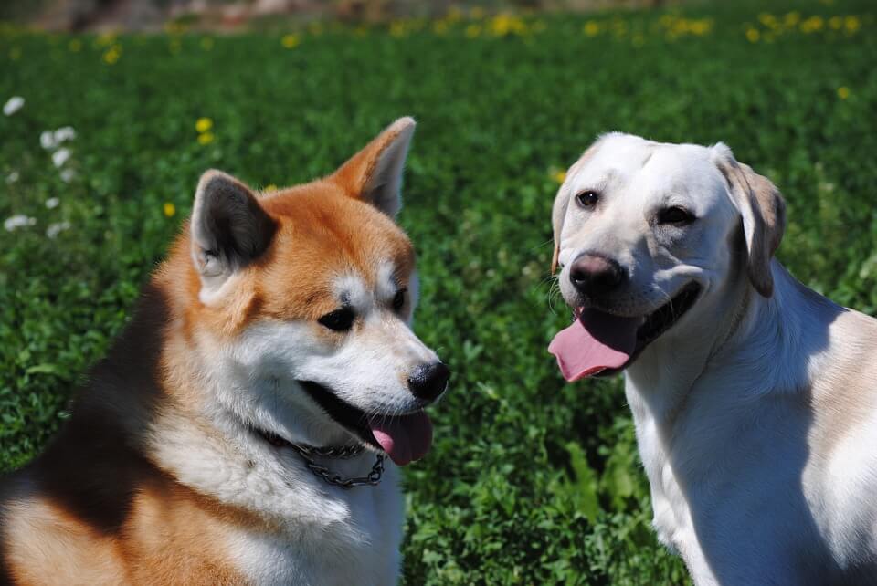 nombres de perros