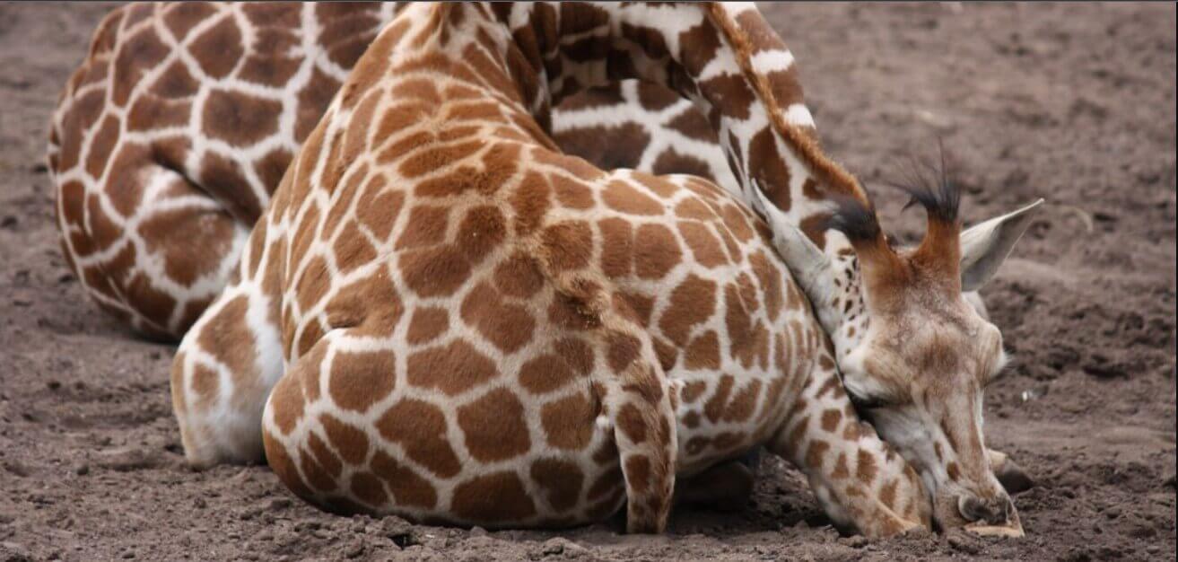 ¿Cómo duermen las jirafas adultas y bebes? 1