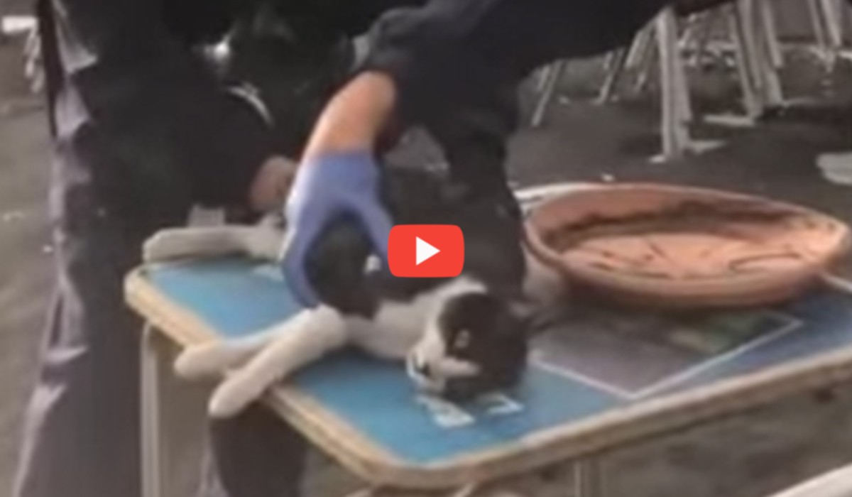 VÍDEO| El increíble rescate de un gato en La Palma - Digital de León