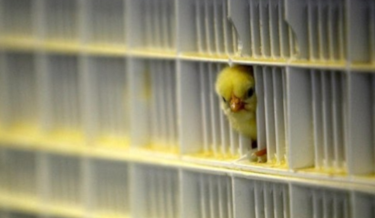 la gripe aviar