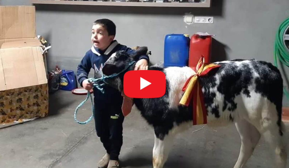 un niño pide una vaca - Digital de León