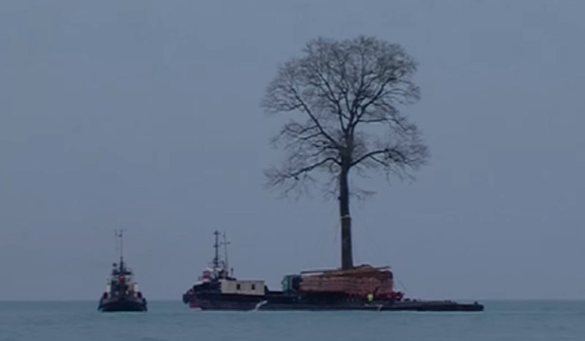 Un millonario transporta árboles en barco para su jardín 1