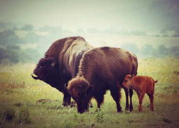 la primera cria de bisonte - Digital de león