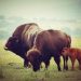 la primera cria de bisonte - Digital de león