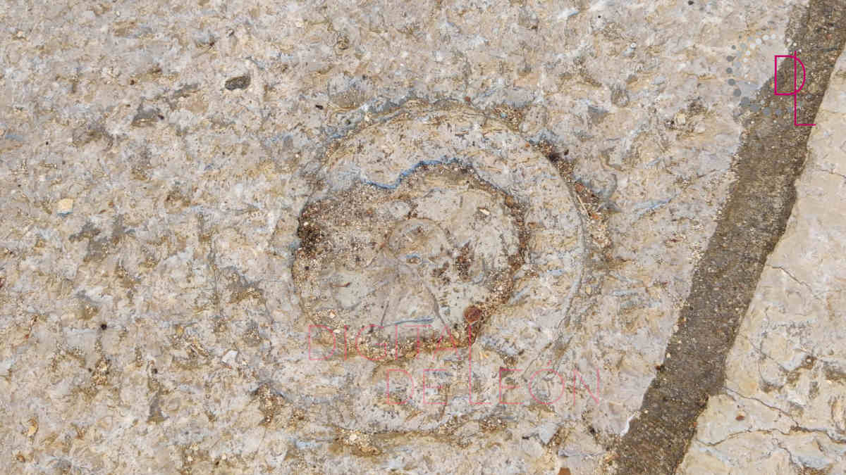 ¿Dónde puedes descubrir el fósil de San Isidoro? 3